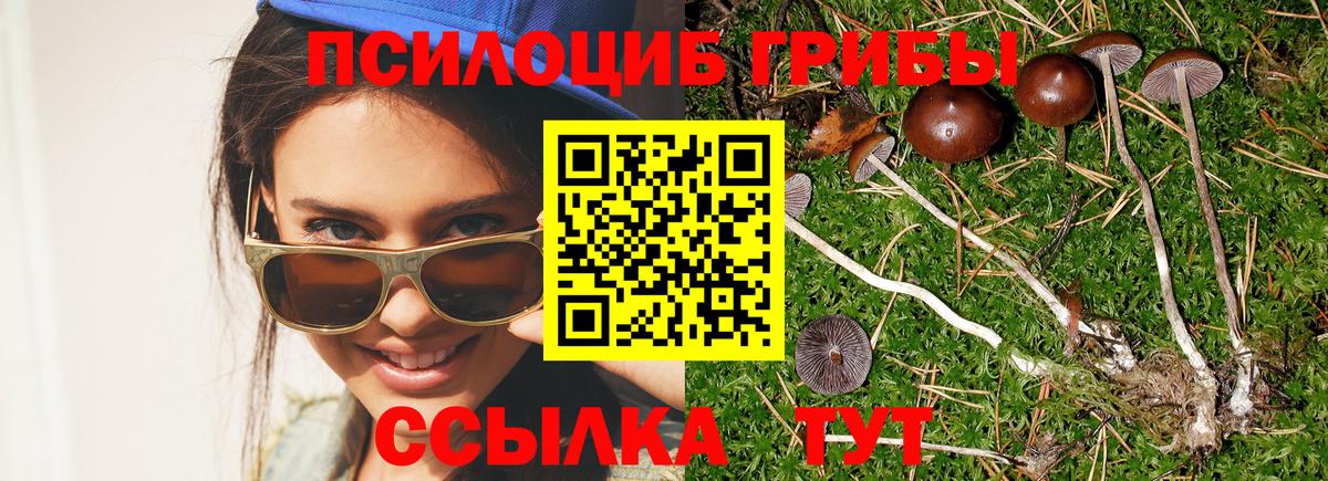 что такое   Галлюциногенные грибы Psilocybine cubensis  Галлюциногенные грибы Cubensis  Вход с VPN  Выборг 